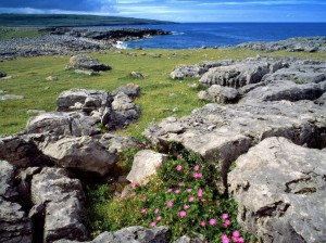 Wildflowers in the Burren, Co. Clare, Ireland