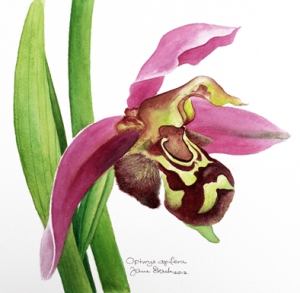 Ophrys apifera Bee orchid ©Jane Stark